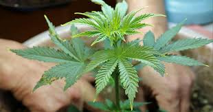 Exploring the World of Orange Weed Strains