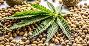 Exploring the World of Orange Weed Strains