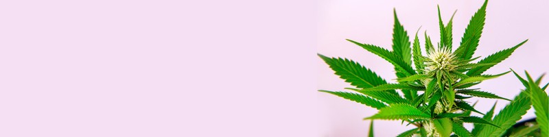 Exploring the World of Orange Weed Strains